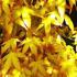 Acer Palmatum Katsura. Japanese Acers to buy online