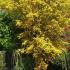 Acer Palmatum Katsura tree with Spring foliage. Japanese Acers to buy online UK delivery