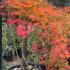 Acer palmatum Kogane Nishiki showing vibrant autumn colors in gold, orange, and red