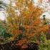 Acer Palmatum Orange Dream tree with Autumn foliage, for sale online UK