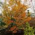 Acer Palmatum orange coloured leaves in Autumn