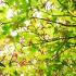 Acer Palmatum Osakazuki early summer foliage and seedpods