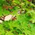 Foliage detail Acer Palmatum Osakazuki in a landscape garden, UK