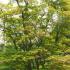 Fully grown Acer Palmatum Osakazuki tree growing in an English landscaped garden