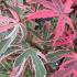 Acer Pink Passion with striking pink and green foliage.