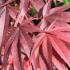 Acer Palmatum Pixie beautiful red foliage dwarf version of Bloodgood