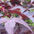 Vibrant foliage of Acer Palmatum Red Emperor or Japanese Maple Red Emperor