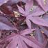 Acer Palmatum Red Emperor or Japanese Maple Red Emperor, leaf colour in May