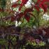 Vibrant leaves of Acer Palmatum Red Emperor or Japanese Maple Red Emperor in May