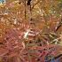 Acer Palmatum Red Pygmy tree in Autumn, part of our large collection of Japanese Acers for sale UK