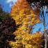 Acer Palmatum Sango Kaku autumn golden leaves a spectacular display on this mature tree