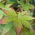 Acer Palmatum Sango Kaku leaf detail showing changing colours in Autumn