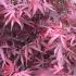 Acer Palmatum Shaina, Dwarf Japanese Maple tree with superb Autumn colour