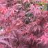 Acer Palmatum Shaina growing as a bush shape, for sale online with UK delivery