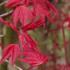 Acer Palmatum Shindeshojo, foliage detail in Spring