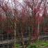 Mature Acer Palmatum Shindeshojo tree in Spring with new leaves emerging