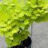 Acer palmatum Shirasawanum Aureum foliage with soft green leaves and golden undertones