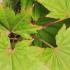 Golden Shirasawa Maple Tree, Acer Palmatum Shiraswanum Aureum summer leaf colour