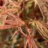 Acer Palmatum Shirazz, a new variety of variegated Acer or Japanese Maple (common name Gwen’s Rose Delight)