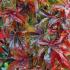 Autumnal colours of Japanese Acer Palmatum Shishi gashira trees, UK