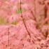 Acer Palmatum Taylor is a spectacular Japanese Acer, a small and compact tree, the foliage has bright pink and green lobed leaves, buy UK.