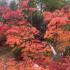 Acer palmatum tree showcasing vibrant autumn foliage in red orange and yellow tones