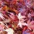 Acer Palmatum Tsuma Gaki, Japanese Acers to buy online