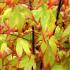 Acer Palmatum Tsumagaki Acer, Japanese Acers to buy online