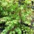 Acer Palmatum Tsumagaki, early Summer Foliage