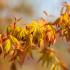 Foliage of Acer Palmatum Ueno Yama