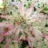 Acer Palmatum Ukigumo is a rare variety of variegated Acer - mature trees for sale UK