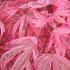 Acer Palmatum pink passion - spring foliage. For sale online at our London plant centre, UK