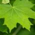 Acer Platanoides Emerald Queen, a Norway Maple cultivar with a very upright habit & glossy dark green leaves.