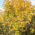 Acer Platanoides Deborah is also known as Norway Maple Deborah, fabulous foliage colour. We stock Mature Trees to buy online UK delivery,