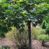 Acer Platanoides Globosum or Mop Head Maple Tree for Sale UK