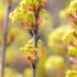  Alt Text: Acer platanoides Globosum with rounded buds preparing to bloom.