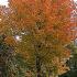 Acer Platanoides or Norway Maple tree, fast growing with fabulous Autumn foliage colours. Great value, quality specimens for sale online with UK delivery.