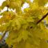 Acer Platanoides Princeton Gold Norway Maple, a fast growing deciduous tree with a broadly columnar habit. Red petioles and bright yellow golden foliage.