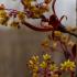 Acer Royal Red with blooming buds and fresh purple leaves.