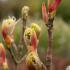 Acer Pseudoplatanus Brilliantissimum with pink-tinged buds and new leaves.