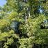 Acer Pseudoplatanus Leopoldii Sycamore Variegated Sycamore