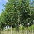 Acer Pseudoplatanus aka Sycamore tree is a fast growing, native, deciduous tree. We sell good quality specimens online with UK delivery.