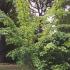 Snake Bark maple tree growing in an English garden, buy Acer Rufinerve online with UK delivery