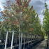 acsa 4-4.5 m buy online UK.