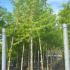 Acer Saccharinum or Silver Maple 5-5.5 m buy online UK.