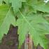 Acer saccharinum silver maple tree with pale green leaves