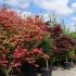 Acer Palmatum Shindeshojo - Spring Ruby Tree growing in Autumn at Paramount Plants, UK