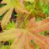 Acer Shirasawanum Autumn Moon Maple trees - beautiful display of multi-coloured foliage. Quality specimens for sale online with UK delivery.