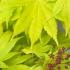 Acer shirasawanum Jordan Golden Leaved Japanese Maple with bright yellow foliage