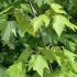 Acer Tataricum Ginnala, Armur maple ginnala trees to buy online at our UK Japanese maple specialist nursery.